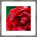 Red Flower Wet Framed Print
