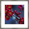 Red Flowering Quince Framed Print