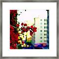 Red Flowers Downtown Framed Print