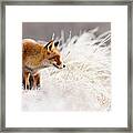 Red Fox And Hoar Frost _ The Catcher In The Rime Framed Print