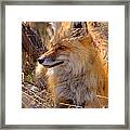 Red Fox At Rest Framed Print