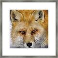 Red Fox Framed Print