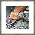 Red Fox Framed Print