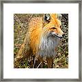 Red Fox Framed Print