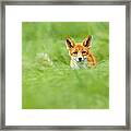 Red Fox In A Sea Of Green Framed Print
