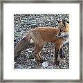 Red Fox Kit Looking Back Framed Print