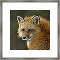 Red Fox Looking Back Framed Print