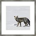 Red Fox Of A Yellowstone Winter Framed Print