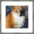 Red Fox Standing Framed Print