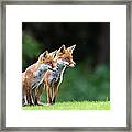 Red Foxes On Alert Framed Print