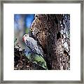 Red Headed Woodpecker Framed Print