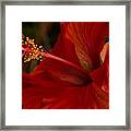 Red Hibiscus 4 Framed Print