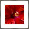 Red Hibiscus Framed Print