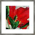 Red Hibiscus Framed Print