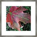 Red Leaf Framed Print