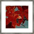 Red Leaves On The Branches In The Autumn Forest. Framed Print