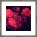 Red Lit Jellyfish Framed Print
