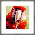 Red Macaw Framed Print