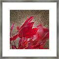 Red Maple Dreams Framed Print