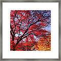 Red Maple Tree In A Temple Framed Print