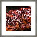 Red Maples Framed Print