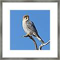 Red-necked Falcon Perched On A Branch Framed Print