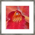 Red Orchid Framed Print