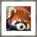 Red Panda Framed Print