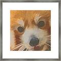 Red Panda Up Close Framed Print