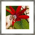 Red Passion Flower Framed Print