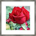Red Perfection Framed Print