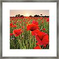 Red Poppies Field Framed Print