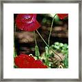 Red Poppies Framed Print