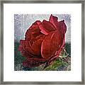 Red Red Rose Framed Print