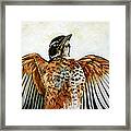 Red Robin Bird Realistic Animal Art Original Painting Framed Print