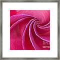 Red Rose Framed Print