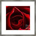 Red Rose Macro Framed Print