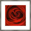 Red Rose Framed Print