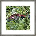 Red Salmon In Steep Creek Framed Print