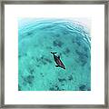 Red Sea Bottlenose Dolphin Framed Print