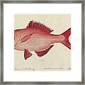 Red Snapper Fish Framed Print