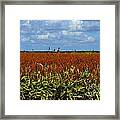 Red Sorghum Blue Sky Framed Print