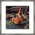 Red Spotted Newt Framed Print