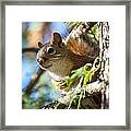 Red Squirrel In The Sun Framed Print
