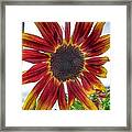 Red Sunflower Framed Print