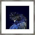 Red-tailed Black Cockatoo Framed Print