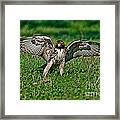 Red-tailed Hawk & Gopher Snake Framed Print