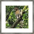 Red Tailed Hawk Framed Print