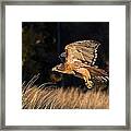 Red-tailed Hawk In Flight Framed Print