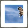 Red Tailed Hawk Soaring Framed Print
